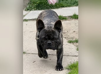 Ich heiße Leo, Pflegestelle 63667 Nidda/Hessen