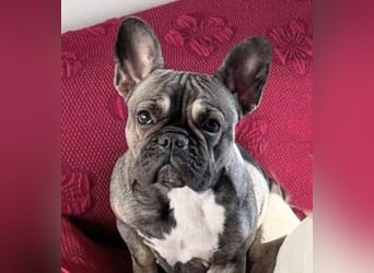 Pippo & Gina – wer schenkt ihnen eine zweite Chance