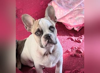 Pippo & Gina – wer schenkt ihnen eine zweite Chance