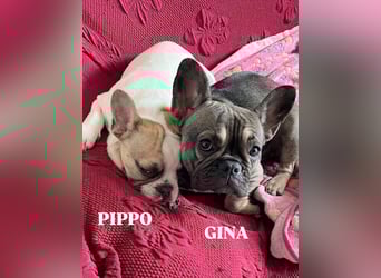 Pippo & Gina – wer schenkt ihnen eine zweite Chance