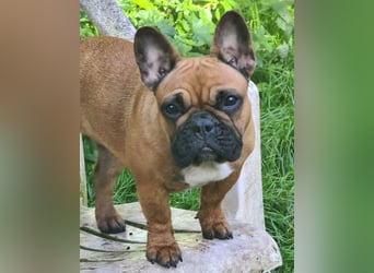 "GRETJE" bezauberndes Französisches Bulldoggen Mädchen mit Papieren