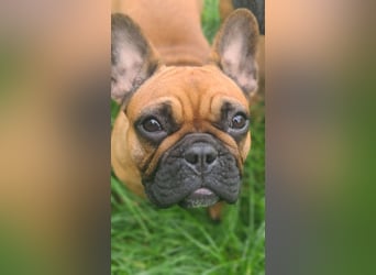 "GRETJE" bezauberndes Französisches Bulldoggen Mädchen mit Papieren