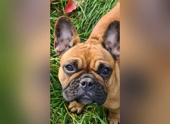 "GRETJE" bezauberndes Französisches Bulldoggen Mädchen mit Papieren