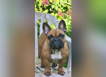 "GRETJE" bezauberndes Französisches Bulldoggen Mädchen mit Papieren