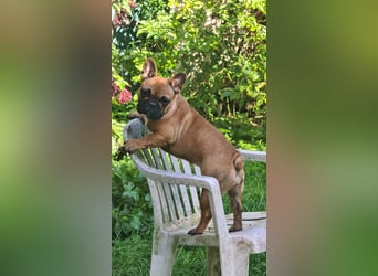 "GRETJE" bezauberndes Französisches Bulldoggen Mädchen mit Papieren