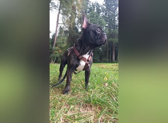 Archie sucht ein neues Zuhause