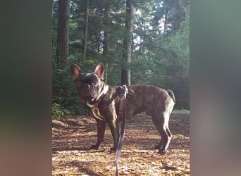 Archie sucht ein neues Zuhause