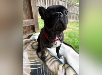 Archie sucht ein neues Zuhause