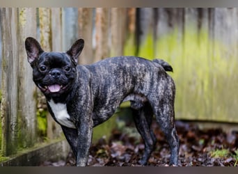 Archie sucht ein neues Zuhause