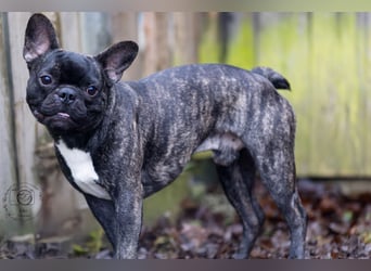 Archie sucht ein neues Zuhause