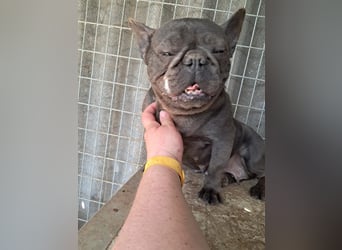 Csufi, kinderliebe Französische Bulldogge geb. 03/2021