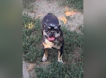 Silver, gut gelaunte Französische Bulldogge geb. 06/2021