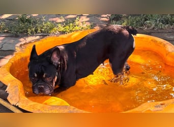 Star, fröhliche Französische Bulldogge geb. 09/2022