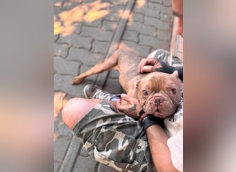 Diamond, freundlicher Französische Bulldoggen Rüde geb. 04/2019
