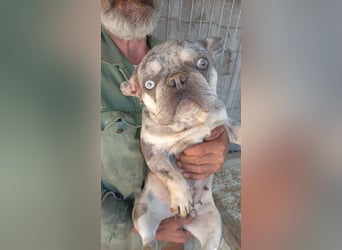 Gina, bildhübsche Französische Bulldogge geb. 01/2023