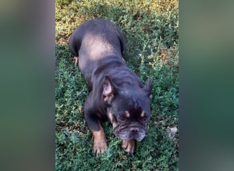 Star, fröhliche Französische Bulldogge geb. 09/2022
