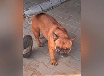 Aura, liebe, etwas schüchterne Französische Bulldogge geb. 06/2021