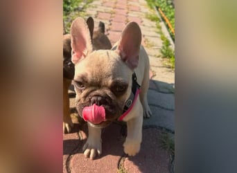 Carlo, fröhlicher Französisch Bulldoggen Welpe geb. 04/2026
