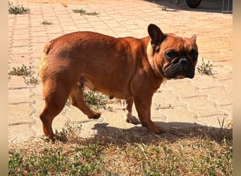 Aura, liebe, etwas schüchterne Französische Bulldogge geb. 06/2021
