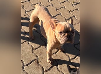 Pearl, freundliche, aufgeschlossene Französische Bulldogge geb. 05/2020