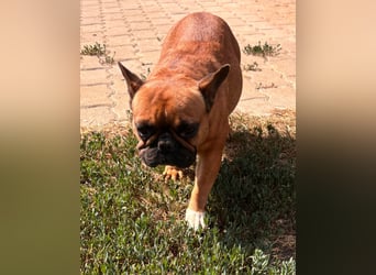 Aura, liebe, etwas schüchterne Französische Bulldogge geb. 06/2021