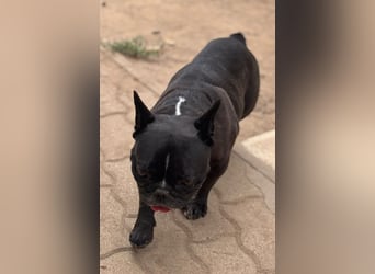 Roni. liebevoller Französischer Bulldoggen Rüde geb. 08/2021