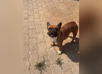 Aura, liebe, etwas schüchterne Französische Bulldogge geb. 06/2021
