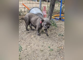 Micella, süße, liebe Französische Bulldogge geb. 04/2024