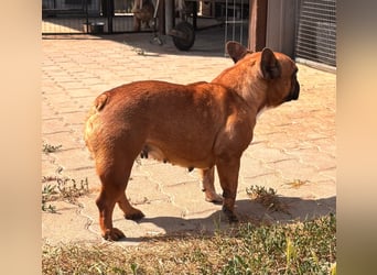Aura, liebe, etwas schüchterne Französische Bulldogge geb. 06/2021