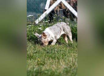 Radar, bildhübsche Französische Bulldogge geb. 03/2025