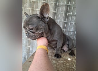 Csufi, kinderliebe Französische Bulldogge geb. 03/2021