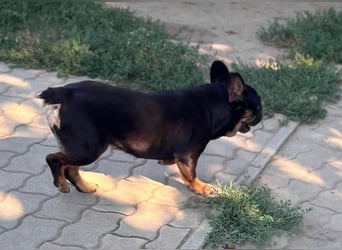Star, fröhliche Französische Bulldogge geb. 09/2022