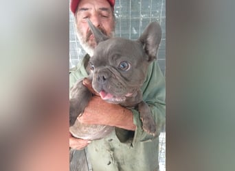 Chaplin, junger Französische Bulldoggen Rüde geb.03/2025