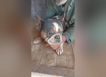 Virsli, freundliche Französische Bulldogge geb. 06/2025