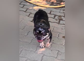 Silver, gut gelaunte Französische Bulldogge geb. 06/2021