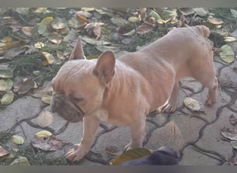 Pearl, freundliche, aufgeschlossene Französische Bulldogge geb. 05/2020