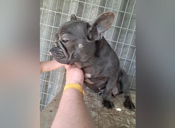 Csufi, kinderliebe Französische Bulldogge geb. 03/2021