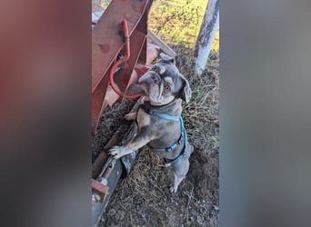 Mimi, tolle Französische Bulldogge geb. 2022