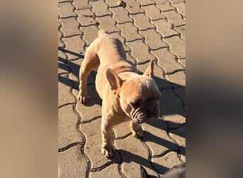 Pearl, freundliche, aufgeschlossene Französische Bulldogge geb. 05/2020