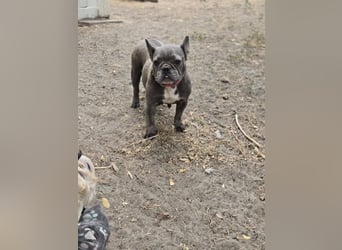 Micella, süße, liebe Französische Bulldogge geb. 04/2024