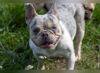 Radar, bildhübsche Französische Bulldogge geb. 03/2025