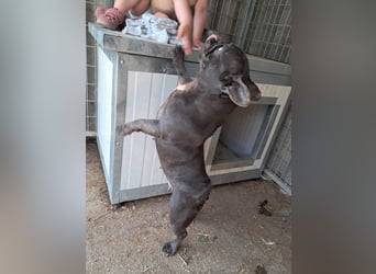 Csufi, kinderliebe Französische Bulldogge geb. 03/2021
