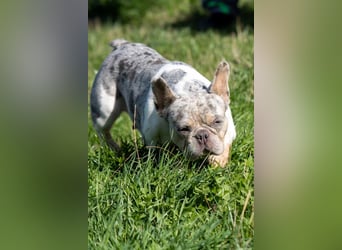 Radar, bildhübsche Französische Bulldogge geb. 03/2025