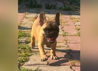 Charles, süßer Französisch Bulldoggen Welpe geb. 04/2026