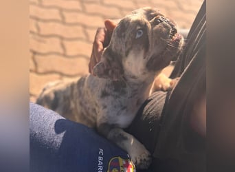 Gina, bildhübsche Französische Bulldogge geb. 01/2023