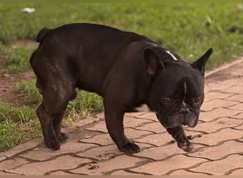 Roni. liebevoller Französischer Bulldoggen Rüde geb. 08/2021