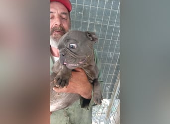 Chaplin, junger Französische Bulldoggen Rüde geb.03/2025