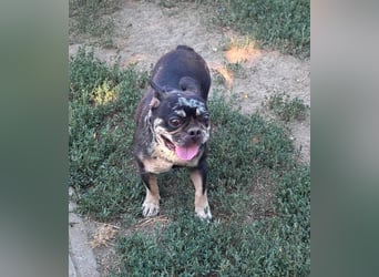 Silver, gut gelaunte Französische Bulldogge geb. 06/2021