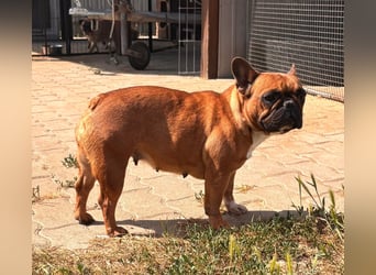 Aura, liebe, etwas schüchterne Französische Bulldogge geb. 06/2021