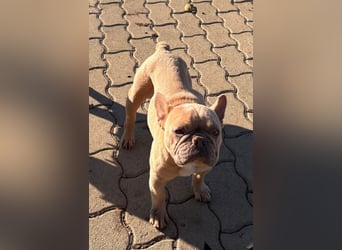 Pearl, freundliche, aufgeschlossene Französische Bulldogge geb. 05/2020